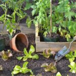 7 steps for a top vegetable garden!