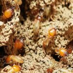 Cockroach Prevention and Elimination: How to Free Your Home from These Unhygienic Pests