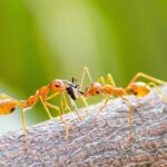 Dealing with Fire Ants in Round Rock: Protecting Your Family Against Aggressive Ants