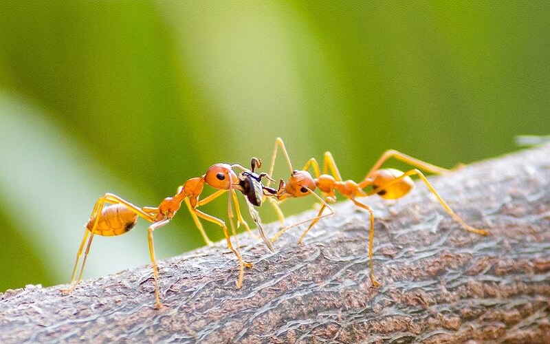 Dealing with Fire Ants in Round Rock: Protecting Your Family Against Aggressive Ants