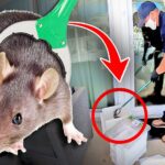 Finding the Best Rat Exterminator: Your Guide to Effective Rodent Removal