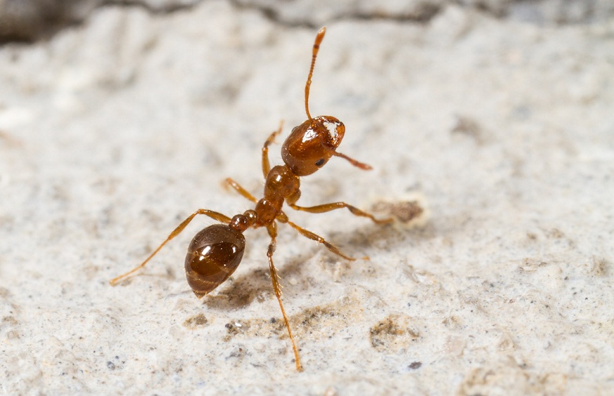 ants pest control Brisbane