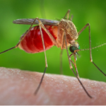 Why Mosquitoes Are More Active at Night