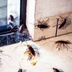 What are the Dangers of Ignoring a Pest Infestation?