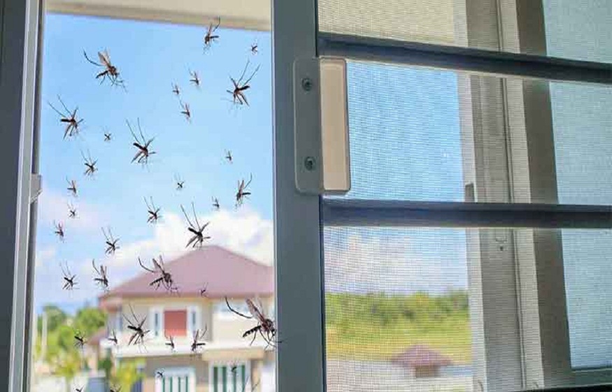 Mosquitoes in Your Home