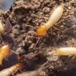 Can You Rely on DIY Treatments for Termites in McKinney?