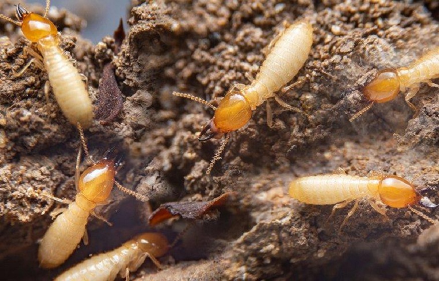 Termites in McKinne