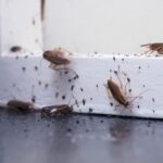 Are Professional Pest Control Services in Groveland Worth the Cost?