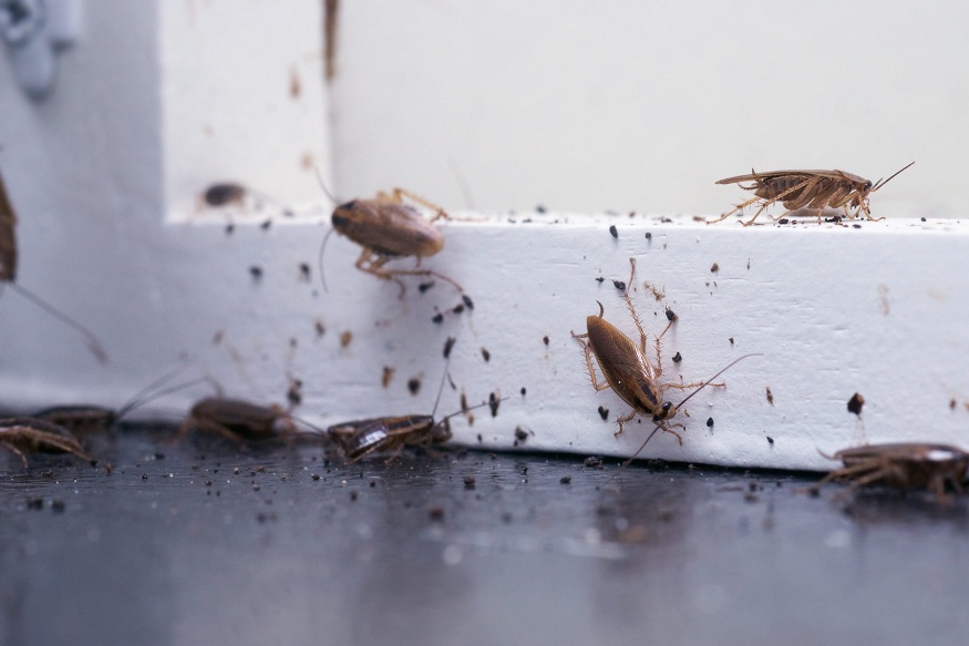 pest control