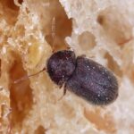 Cigarette Beetles – Pantry Pests That Don’t Care If You Smoke