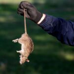Rodent Infestation – What Invites Them To Your Place