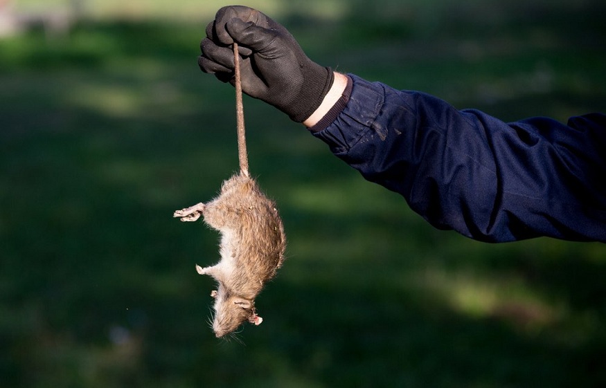 Rodent Infestation