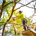 Why You Should Hire a Tree Trimming Service