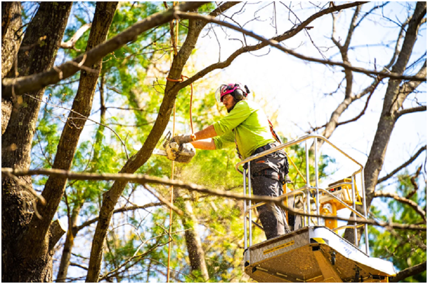 Tree Trimming Service