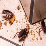 Mistakes that Cause Pest Infestations in Groveland Homes